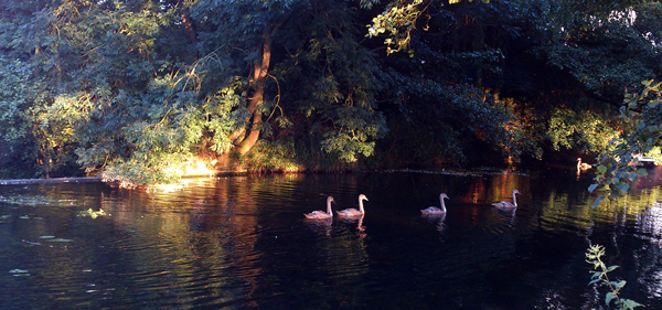 Four cygnets glide along the River Brett towards Toppesfield Bridge