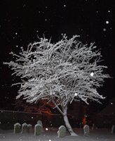 Snow falling on a tree in Hadleigh Churchyard