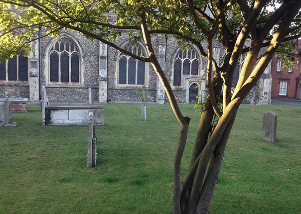 Evening sun catching the branches of a tree in Hadleigh Churchyard in Suffolk