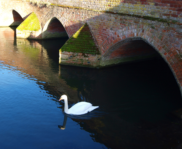 Hadleigh Riverside Walk - ducks and swans swimming across reflections